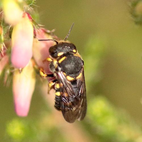 Réf. 321 654 : Anthidiellum strigatum
